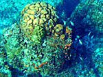 海底の珊瑚礁と魚