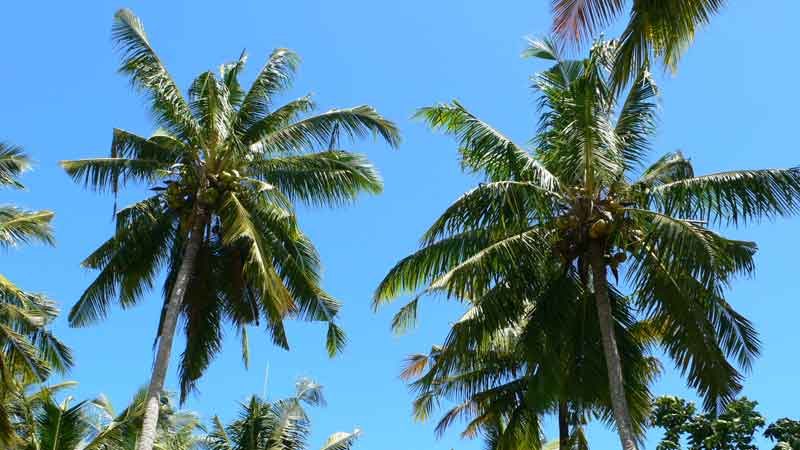 インドネシアペニダ島の椰子